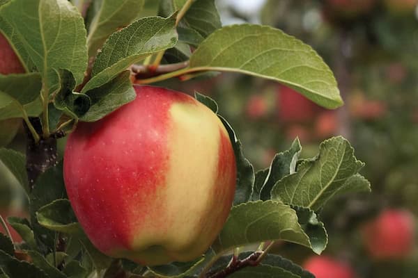 تصویر 3 از قیمت خرید سیب قرمز فرانسه + فروش ویژه